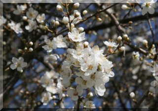 Spring time - the plum tree blooming