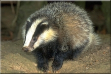 Badger