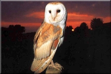 Barn Owl