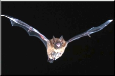 Bat