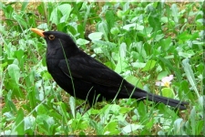 Blackbird