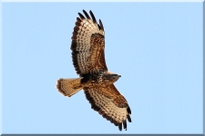 Buzzard