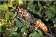 Cicada