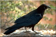 Crow