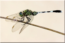 Dragonfly