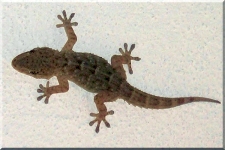 Gecko