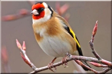 Goldfinch