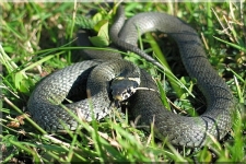 Grass Snake