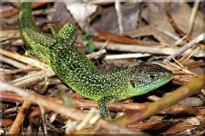 Green Lizard