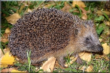 Hedgehog