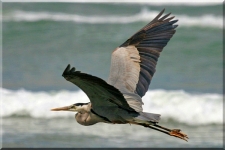 Heron