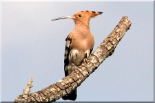 Hoopoe