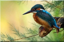 Kingfisher