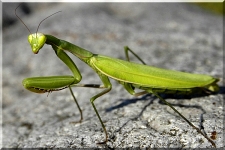 Mantis