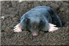 Mole