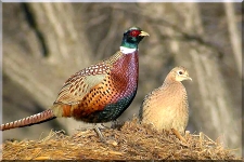 Pheasant