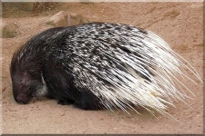 Porcupine