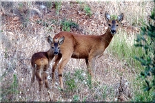 Roe Deer