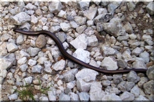 Slow Worm