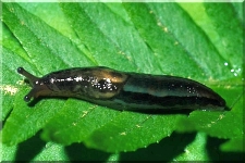 Slug