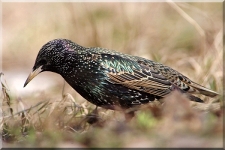 Starling