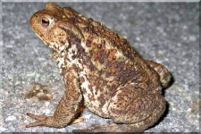 Toad