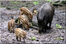 Wild Boar