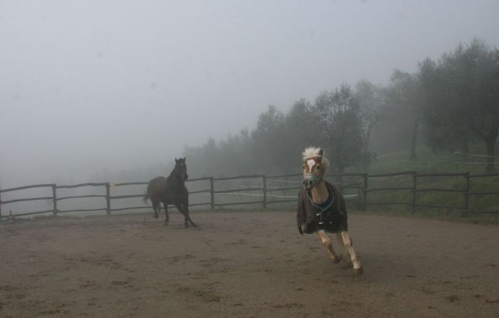 BBQ at the Horses