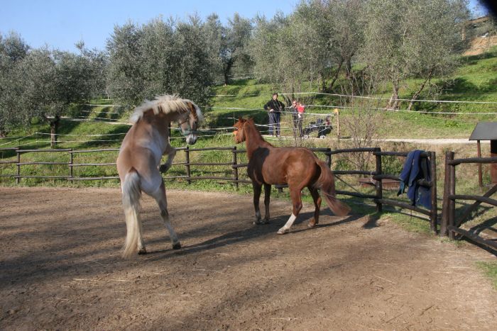 BBQ at the Horses