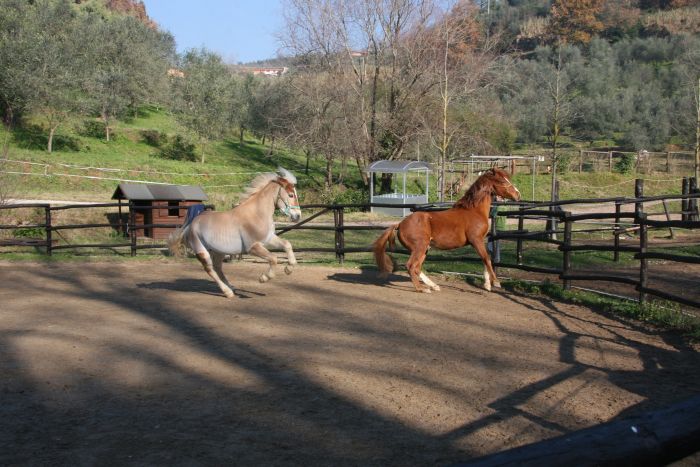 BBQ at the Horses