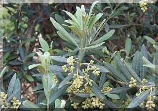 Olive Trees Blooming