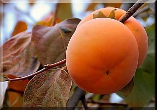Khaki or Sharon Fruit