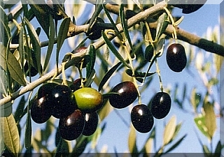 Olives ready for picking