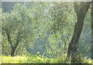 The eternity of olive trees