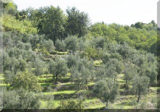 Olive Trees in the Sun