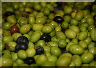 Beautiful Olives ready to be Milled